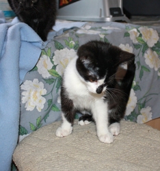 [picture of Marlene, a Domestic Short Hair black/white cat]