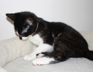 [picture of Marlene, a Domestic Short Hair black/white cat]