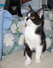 [picture of Marlene, a Domestic Short Hair black/white\ cat] 