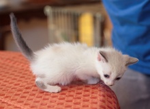 [another picture of Chad, a Siamese/Domestic Short Hair-x sealpoint\ cat] 