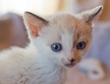 [picture of Chad, a Siamese/Domestic Short Hair-x sealpoint\ cat] 