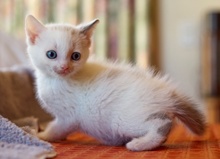 [another picture of Clifford, a Siamese/Domestic Short Hair-x bluepoint\ cat] 