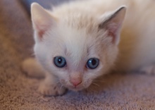 [picture of Clifford, a Siamese/Domestic Short Hair-x bluepoint\ cat] 