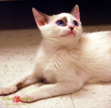 [another picture of Clark, a Siamese/Domestic Short Hair-x bluepoint\ cat] 