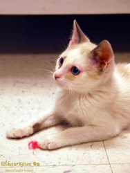 [picture of Clark, a Siamese/Domestic Short Hair-x bluepoint cat]