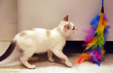 [picture of Clark, a Siamese/Domestic Short Hair-x bluepoint cat]