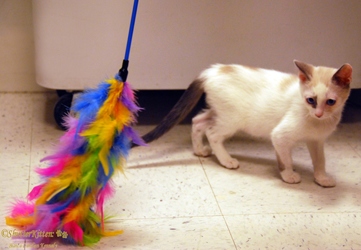 [picture of Clark, a Siamese/Domestic Short Hair-x bluepoint cat]