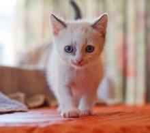 [picture of Clark, a Siamese/Domestic Short Hair-x bluepoint cat]