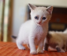 [picture of Clark, a Siamese/Domestic Short Hair-x bluepoint cat]
