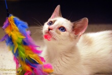 A picture of #NS04211: Clark a Siamese/Domestic Short Hair-x bluepoint