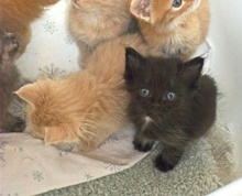 [another picture of , a Domestic Long Hair black/smoke/white\ cat] 