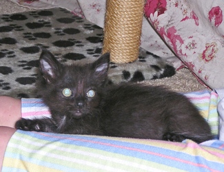 [picture of , a Domestic Long Hair black/smoke/white cat]