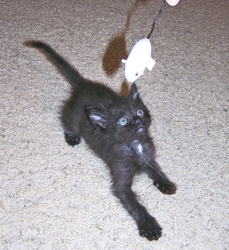 [picture of , a Domestic Long Hair black/smoke/white cat]