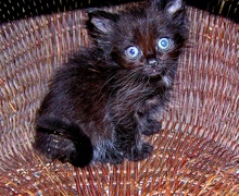 [picture of , a Domestic Long Hair black/smoke/white\ cat] 
