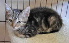 [another picture of , a Domestic Medium Hair dilute tortoiseshell\ cat] 