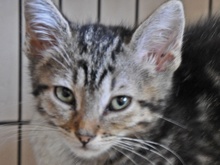 [picture of , a Domestic Medium Hair dilute tortoiseshell cat]