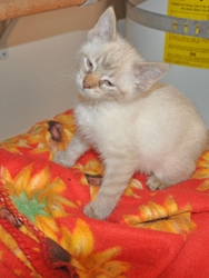 [picture of Sienna, a Domestic Long Hair orange tabby cat]