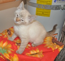[another picture of Sienna, a Domestic Long Hair orange tabby\ cat] 