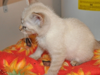 [picture of Sienna, a Domestic Long Hair orange tabby cat]