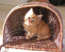 [picture of Sienna, a Domestic Long Hair orange tabby cat]
