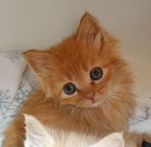 long haired orange tabby kittens for sale