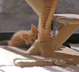 [picture of Sienna, a Domestic Long Hair orange tabby cat]