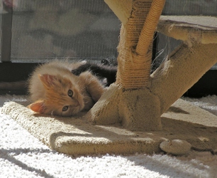 [picture of Sienna, a Domestic Long Hair orange tabby cat]