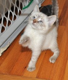 [picture of Sienna, a Domestic Long Hair orange tabby cat]