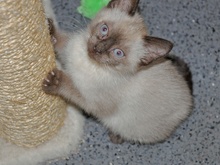 [another picture of , a Domestic Short Hair orange tabby\ cat] 