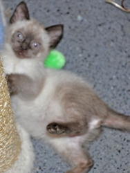 [picture of , a Domestic Short Hair orange tabby cat]