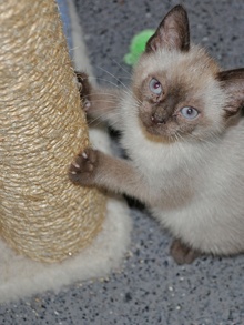 [picture of , a Domestic Short Hair orange tabby cat]