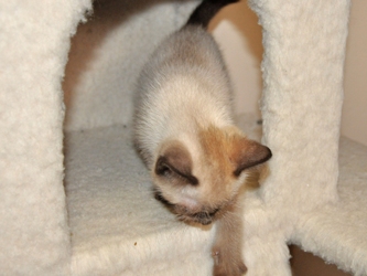 [picture of , a Domestic Short Hair orange tabby cat]