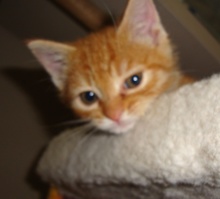 [another picture of Skeeter, a Domestic Short Hair orange tabby\ cat] 