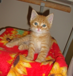 [picture of Skeeter, a Domestic Short Hair orange tabby cat]