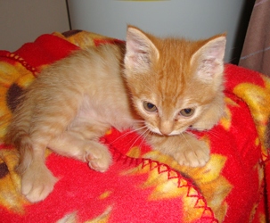 [picture of Skeeter, a Domestic Short Hair orange tabby cat]