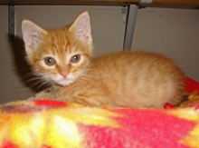 [picture of Skeeter, a Domestic Short Hair orange tabby\ cat] 