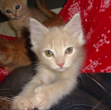 [another picture of Arya, a Domestic Long Hair buff tabby\ cat] 