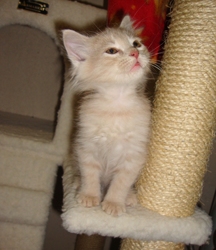 [picture of Arya, a Domestic Long Hair buff tabby cat]