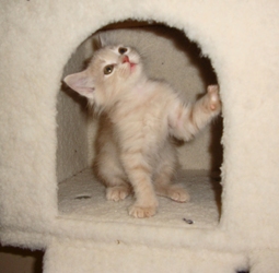 [picture of Arya, a Domestic Long Hair buff tabby cat]