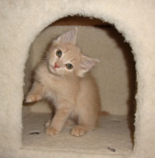 [picture of Arya, a Domestic Long Hair buff tabby\ cat] 