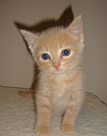 [another picture of Rue, a Domestic Medium Hair buff tabby\ cat] 