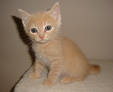 [picture of Rue, a Domestic Medium Hair buff tabby\ cat] 