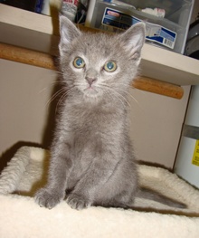 [another picture of Sampson, a Domestic Short Hair gray\ cat] 