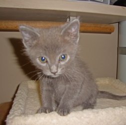 [picture of Sampson, a Domestic Short Hair gray cat]