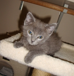 [picture of Sampson, a Domestic Short Hair gray cat]