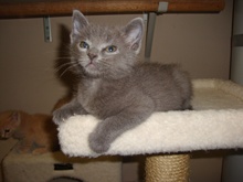 [picture of Sampson, a Domestic Short Hair gray\ cat] 