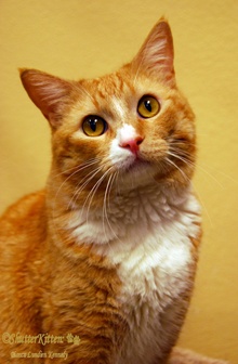 [another picture of Sunny, a Domestic Short Hair orange tabby/white\ cat] 