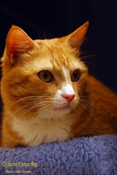 [picture of Sunny, a Domestic Short Hair orange tabby/white cat]