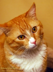 [picture of Sunny, a Domestic Short Hair orange tabby/white cat]