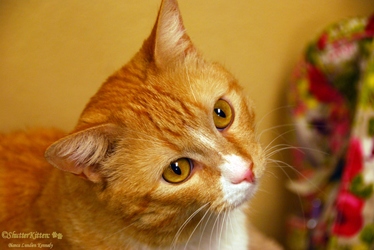 [picture of Sunny, a Domestic Short Hair orange tabby/white cat]